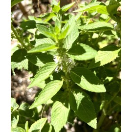 Home-Growth Corn Mint, Field Mint, Mentha Arvensis - 10 Bare Root Plants  - USA