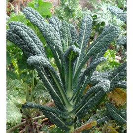 Kale Lacinato (AKA Dinosaur or Tuscan) Great Heirloom Vegetable Seeds by Seed Kingdom (1 Oz Seeds)