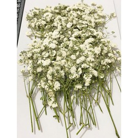 Natural Dried Flowers, Natural Dried Flowers for Crafts, Small Baby's Breath Flowers, Real Nature, Dried Flowers for Making DIY Jewellery, Nail Cards, Decorations (Pack of 48)