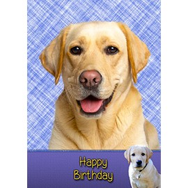 Golden Labrador Birthday Card