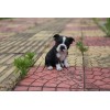 Hi-Line Gift Ltd. Boston Terrier Puppy Garden Statue Small Dog