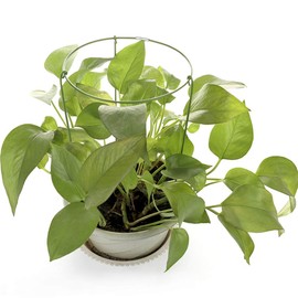 LAMF Plant Support Cages for Potted Plants Heavy Duty Grow Through Flowers and Plants 6 Pack Round Plant Support Cages