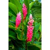 5 HAWAIIAN PINK GINGER PLANT ROOTS ~ GROW HAWAII