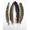 Ergeob Turkey Feather 20 – 30 cm/8 – 12-inch Length