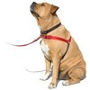 SENSE-ation No-Pull Dog Harness - 3/4" Wide Medium/Large