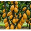 Cacao Kaban Granos 100% Calidad Premium 1 Kilo