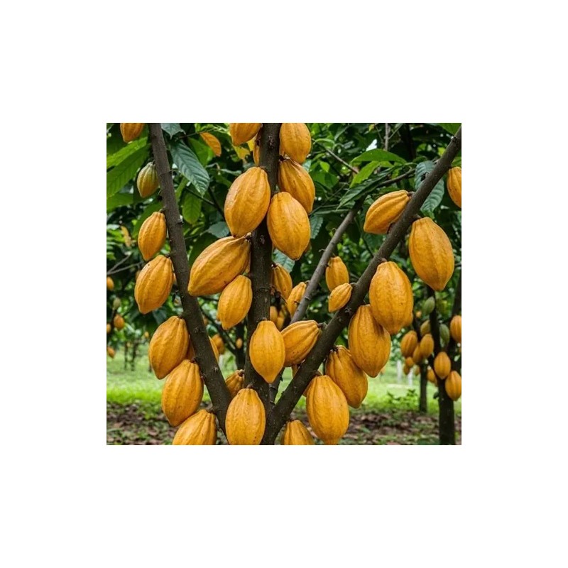 Cacao Kaban Granos 100% Calidad Premium 1 Kilo