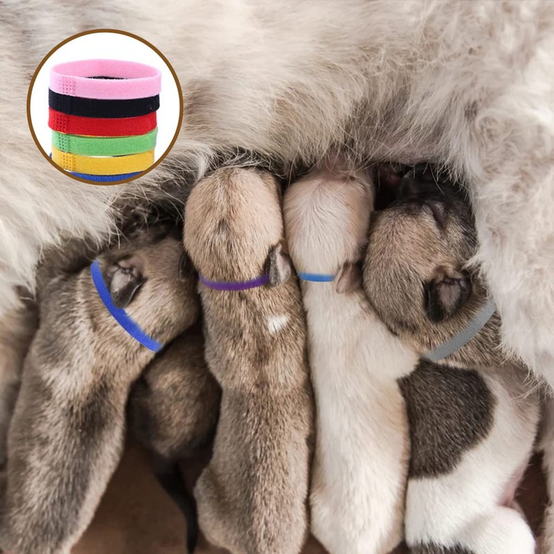 30Pcs Puppy Whelping Collars, Newborn Pet Collars, Adjustable Identification Collar,