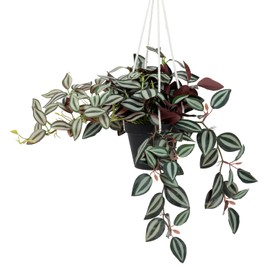 MyGift Artificial Ruscus Leaf Hanging Plant, Fake Green Leaves Vine Foliage in Simple Black Plastic Planter Pot