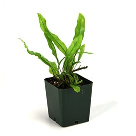 Microsorum scolopendrium 'Wart/Kangaroo Fern'