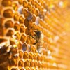 Pleasantly Warm Bee Propolis for Dogs ＆ Cats - Natural