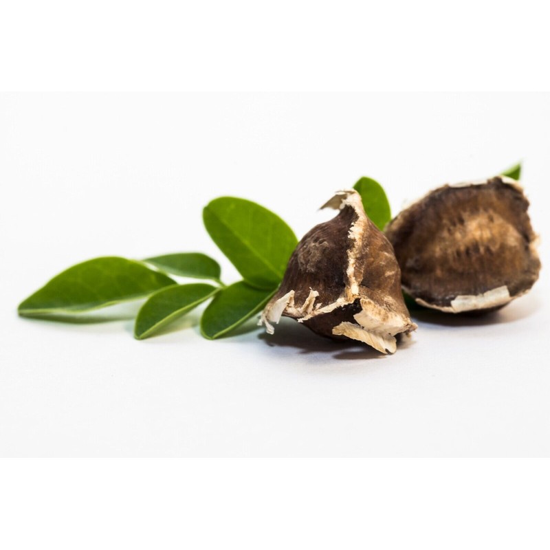 SoloTherapy 1000 Moringa Seeds Oleifera 10 Oz Semillas De Moringa