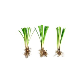 Super Blue Liriope Muscari - 10 Bare Root Plants - Evergreen Ground Cover Grass