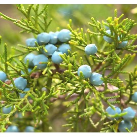Cedar, Dogwood, Pine, Redwood, Spruce, Tree Seed by MySeeds.Co, You Choose The Color n Quantity (10 Packs, Eastern Red Cedar - Big Pack)