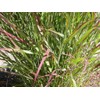 1000 Switchgrass Switch Grass Seeds ‘Cave in Rock’ Panicum virgatum