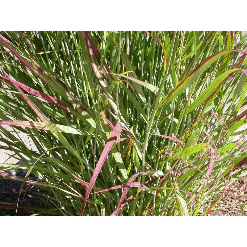 1000 Switchgrass Switch Grass Seeds ‘Cave in Rock’ Panicum virgatum