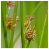 Everwilde Farms - 2000 Path Rush Native Grass Seeds -