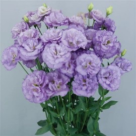 Lisianthus Seeds  Lisianthus  Celeb 2 Orchid 25 Pelleted Seeds