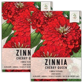 Seed Needs, Cherry Queen Zinnia Seeds - 250 Heirloom Seeds for Planting Zinnia elegans - Attracts Butterflies & Pollinators, Great Cut Flowers (2 Packs)