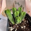 Crassula Quadrangularis (2”-2.5”), Rare Succulent Plants, Crassula Exotic, Cluster