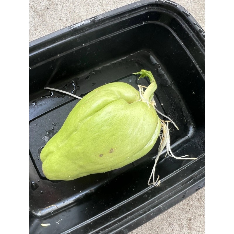 1 Chayote Squash Mirliton Live Plant Ready To Plant