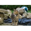 Cat Tracker RF Finder Longest Range up to 1600 ft