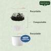 Organic Positively Tea Company, Mango Green Tea, K-Cup Compatible, 24