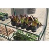 Miracle-Gro 4'8" x 4'8" x 6'5" All-Season Small Walk-in Greenhouse