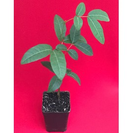 New and Healthy Longan Dimocarpus - Dragon Eye - Diamond River Seedling Plant Tropical Fruit Tree