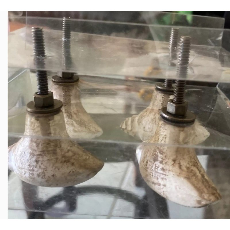 Sanibel Shores Set of 4 Sanibel Shores Ceramic Sea Shell
