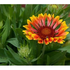 Gaillardia Indian Blanket Nice Garden Flower by Seed Kingdom Bulk 1 Lb Seeds