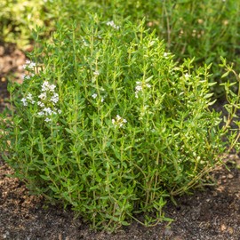 Outsidepride 5000 Seeds Perennial German Winter Thyme Herb Seeds for Planting