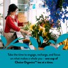 Choice Organic Teas White Elderflower Tea - Organic White &