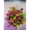 3 Small Giant Venus Flytraps (Fly Trap Carnivorous Plants) 3