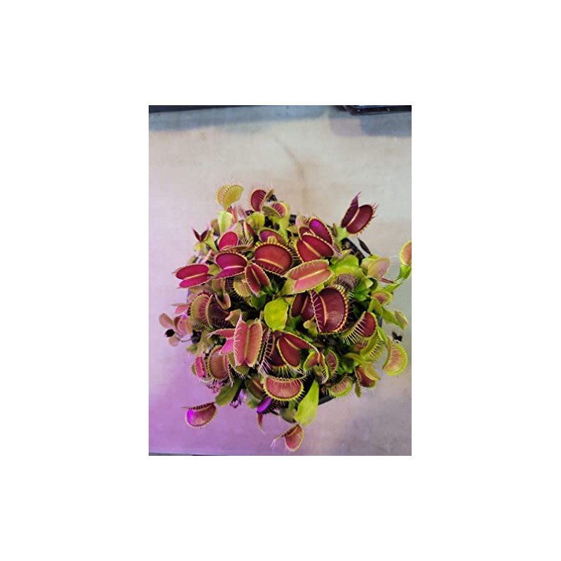 3 Small Giant Venus Flytraps (Fly Trap Carnivorous Plants) 3