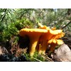 RAISE ME UP: Chanterelle Mushrooms Spores Non GMO Heirloom 100