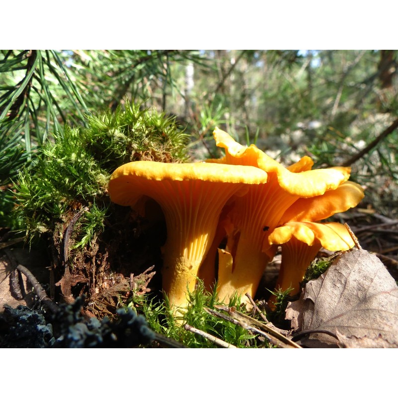 RAISE ME UP: Chanterelle Mushrooms Spores Non GMO Heirloom 100