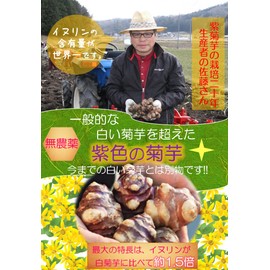 紫菊芋パウダー 高濃度イヌリン 食物繊維 無添加 無着色 無農薬 粉末 国産紫菊芋100％ / 若大 50g