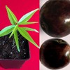 Rainforest Plum Eugenia Candolleana Cambui Roxo Murtinha Purple Fruit Tree
