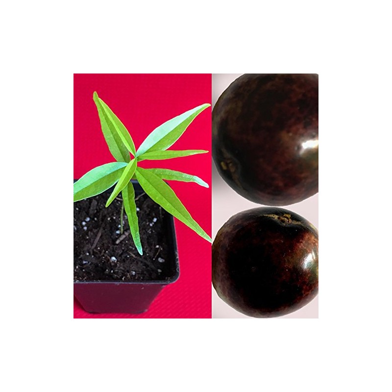 Rainforest Plum Eugenia Candolleana Cambui Roxo Murtinha Purple Fruit Tree