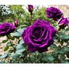 Bonsai Germany Rare Purple Roses 30Pcs Dragon Rose Heirloom Seeds