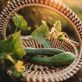 English Telegraph Cucumber - 25 Seeds - Heirloom English Cucumber, Popular Trellising Variety for Greenhouses, Non-GMO, Heirloom Cucumber Seeds for Planting in The Home Garden, Thresh Seed Company