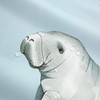 Manatee Shower Curtain Set Teal Blue Beach Coastal Ocean Shower