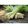 NIKA SEEDS - Seeds Herb Lemongrass - 50 Seeds