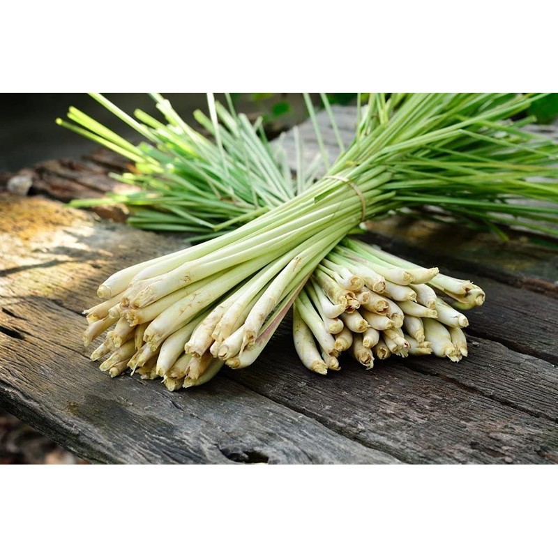 NIKA SEEDS - Seeds Herb Lemongrass - 50 Seeds