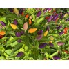 Bolivian Rainbow Ornamental Purple Pepper Premium Seeds for Planting Packet