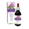 Red Clover or Meadow Clover (Trifolium Pratense) Herb with Flowers