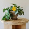 Arber 16 Pack Houseplant Sticky Insect Trap