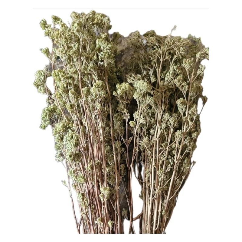 Sicilian Oregano