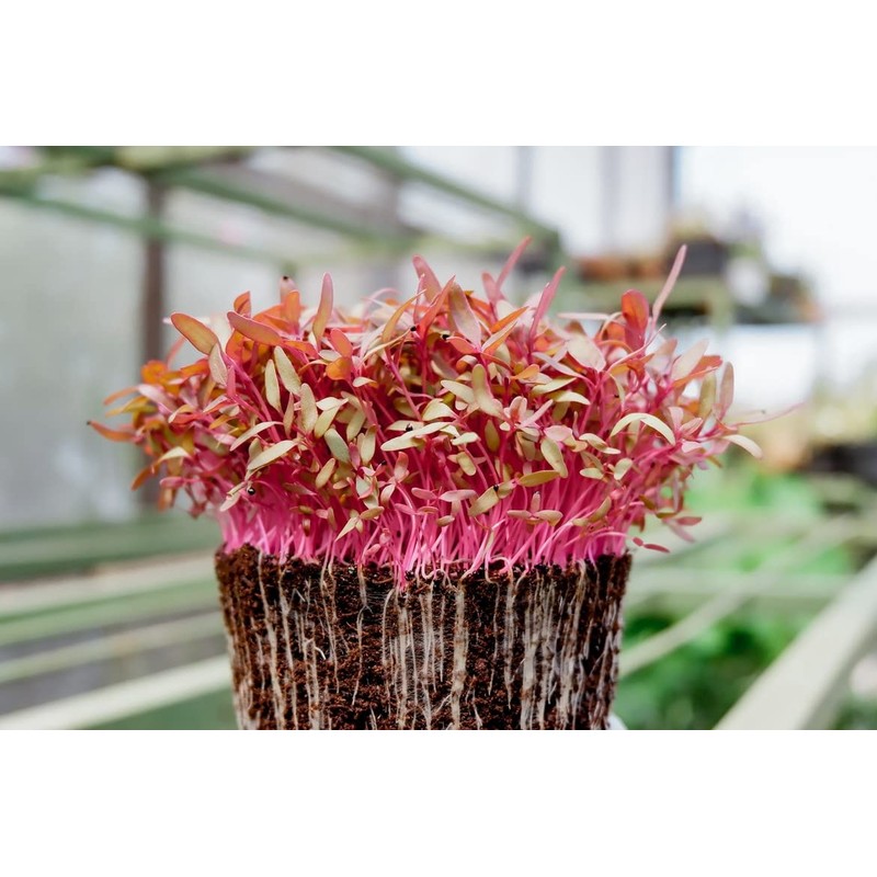 Organic Whole Grain Amaranth Grain Seeds non-GMO RAW non-GMO Vegan